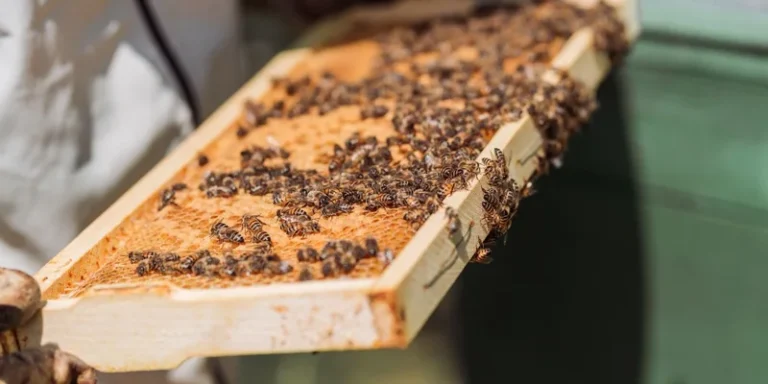 Close-up of a beekeeper examining a honeycomb frame filled with bees outdoors