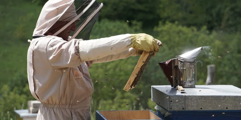 A beekeeper in protective gear examines a hive frame using a smoker on a sunny day