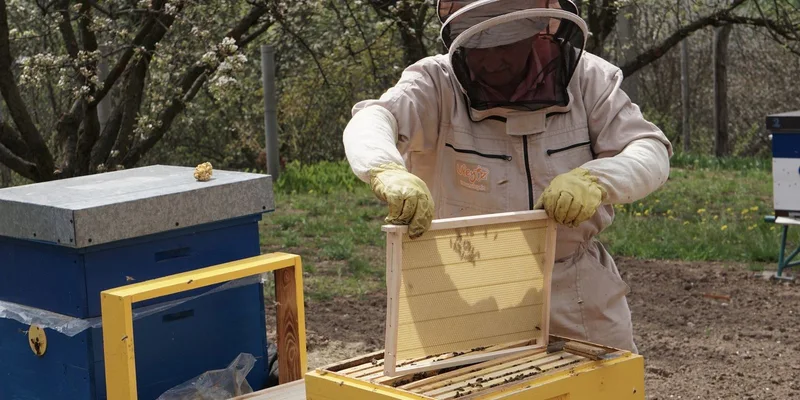 A beekeeper in a suit opens a beehive to inspect honeycombs in a lush outdoor setting