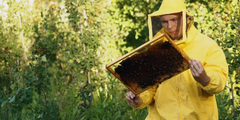 A beekeeper in yellow protective suit inspecting a bee frame outdoors