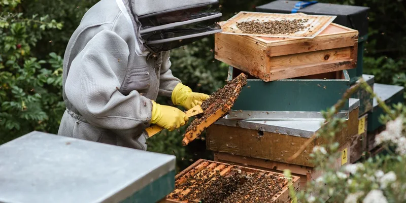 A beekeeper in protective gear harvesting honey from wooden beehives in a lush garden setting