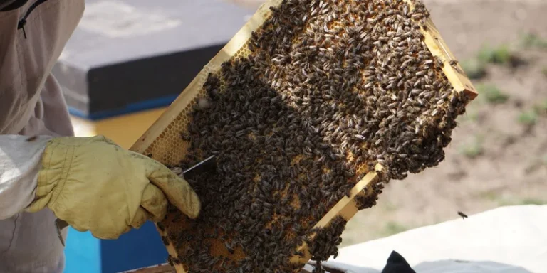 A beekeeper examines a hive frame full of honey bees in a sunny outdoor apiary setting