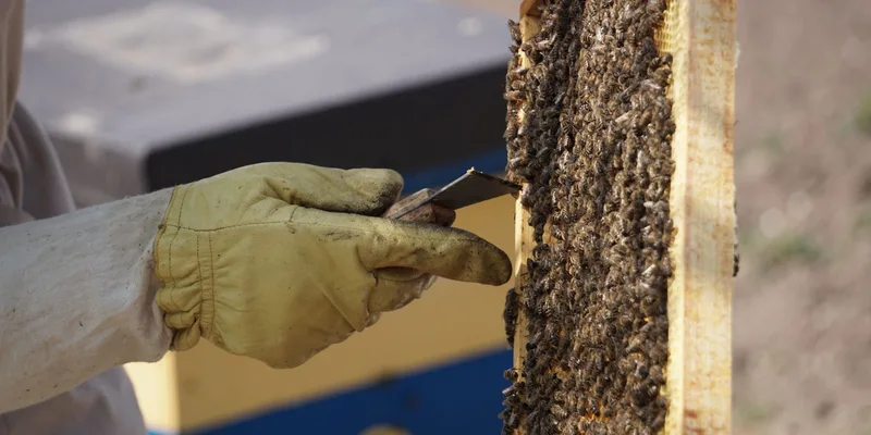 A beekeeper in protective gear removing a hive frame full of bees during apiculture
