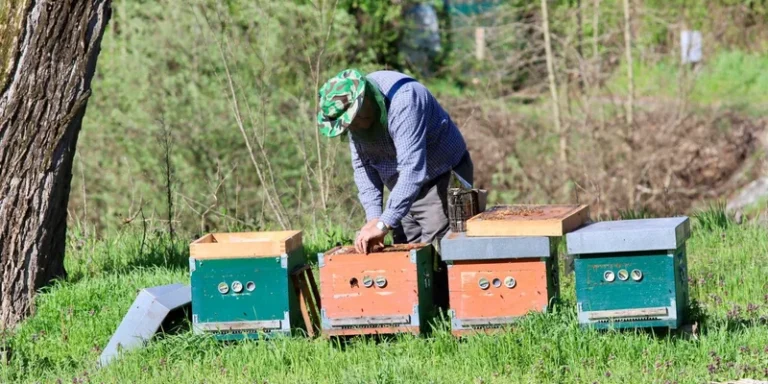 A beekeeper tending to colorful beehives in a sunny rural setting