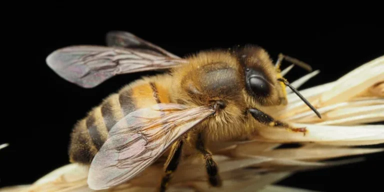 Detailed macro photograph of a honeybee resting on wheat against a black background
