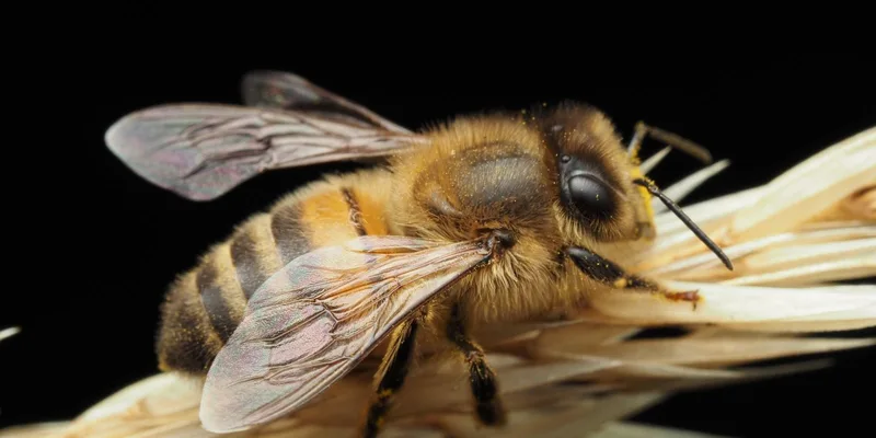 Detailed macro photograph of a honeybee resting on wheat against a black background