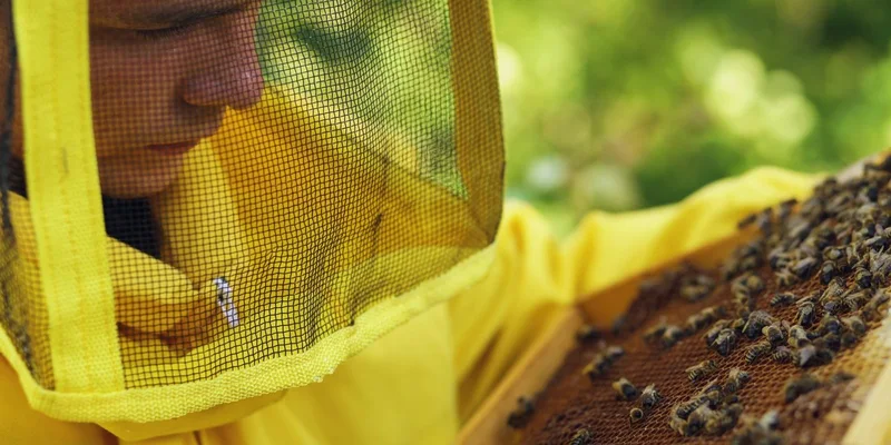 Suits and Protection guides for backyard beekeepers