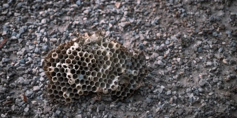 Close-up of an abandoned wasp nest on a textured gravel ground