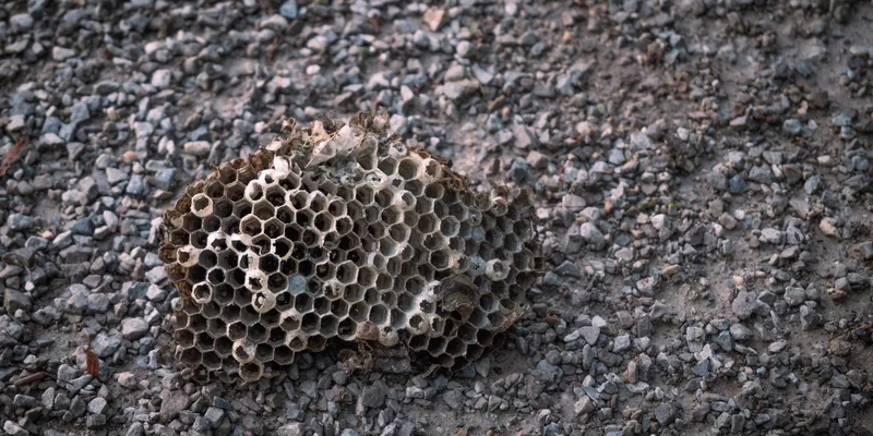 Close-up of an abandoned wasp nest on a textured gravel ground