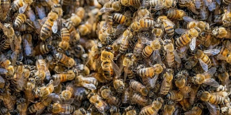 A detailed close-up shot of a honey bee swarm clustering tightly together outdoors