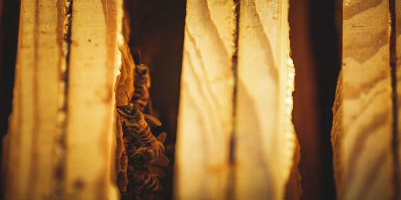 Detailed view of bees nestled between wooden hive frames