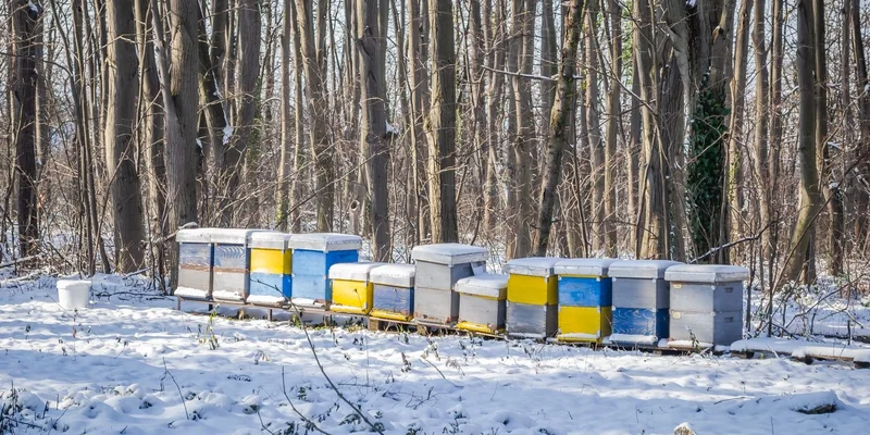 Beehives in a serene winter forest covered in snow