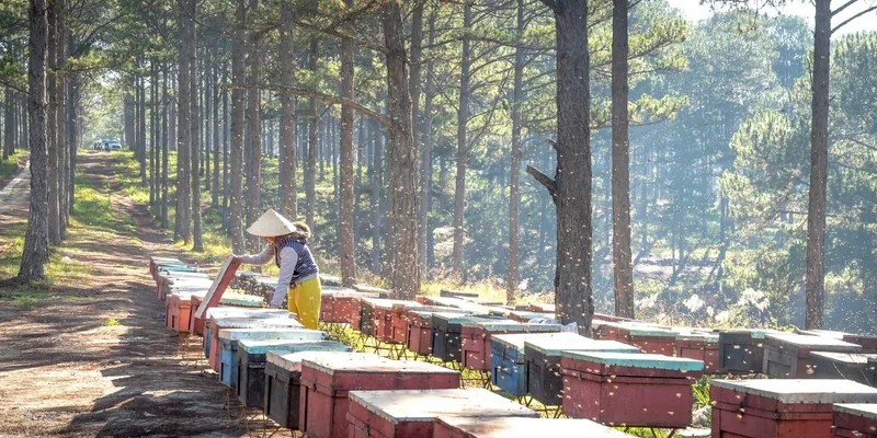 A beekeeper tends to vibrant beehives along a forest dirt road on a sunny day