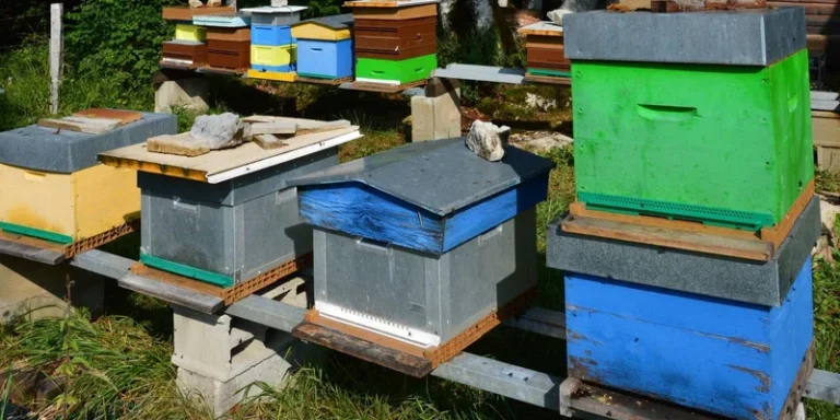 Vibrant beehives located in a rural apiary, Foncine-le-Haut, France