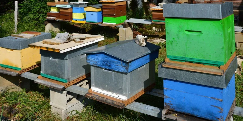 Vibrant beehives located in a rural apiary, Foncine-le-Haut, France