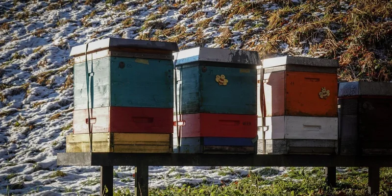 Feeding and Seasons guides for backyard beekeepers
