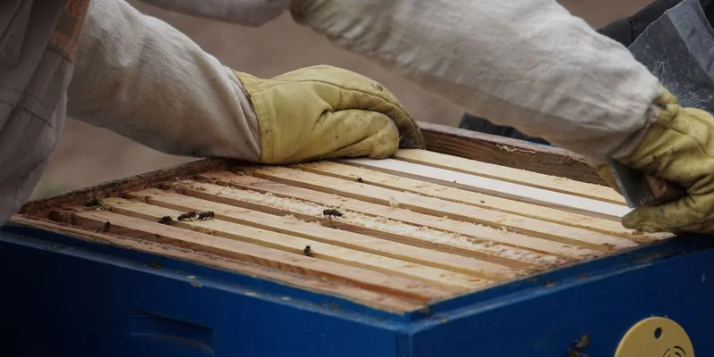 Getting Started guides for backyard beekeepers