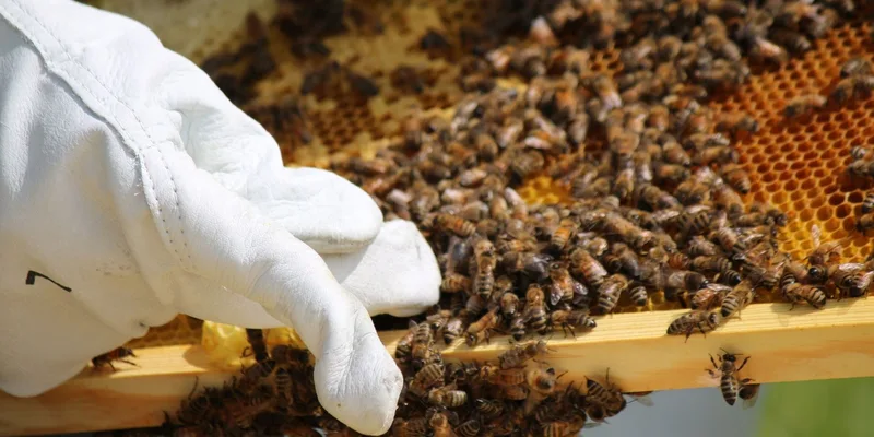 Beekeeper in protective gloves examines a hive full of busy honey bees