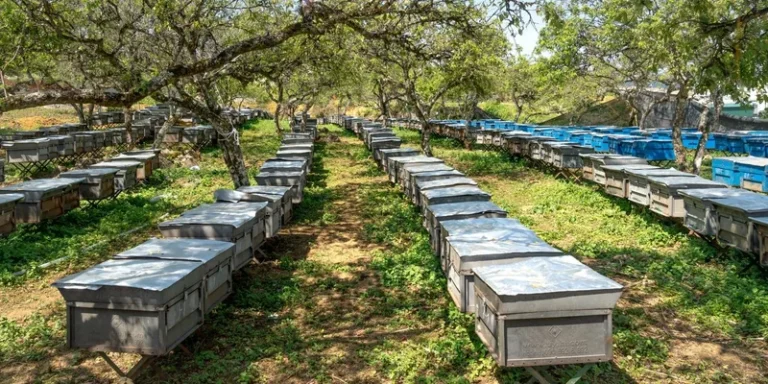 A scenic apiary with aligned beehives flourishing under leafy trees, epitomizing rural beekeeping