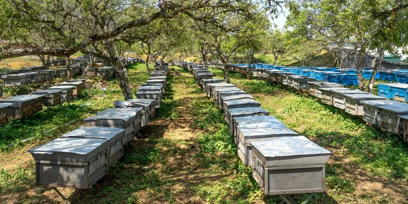 A scenic apiary with aligned beehives flourishing under leafy trees, epitomizing rural beekeeping