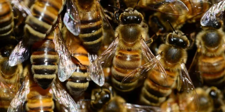 Macro shot of honeybees in a hive