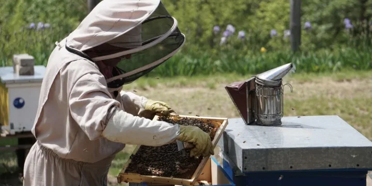 A beekeeper in a protective suit inspects a hive frame with bees outdoors