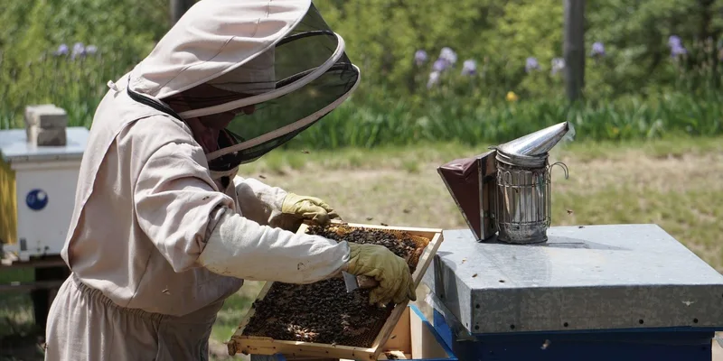 A beekeeper in a protective suit inspects a hive frame with bees outdoors