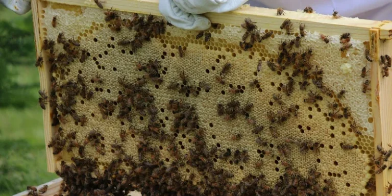 Close-up of a beekeeper handling a frame with honeybees and honeycomb in an outdoor setting