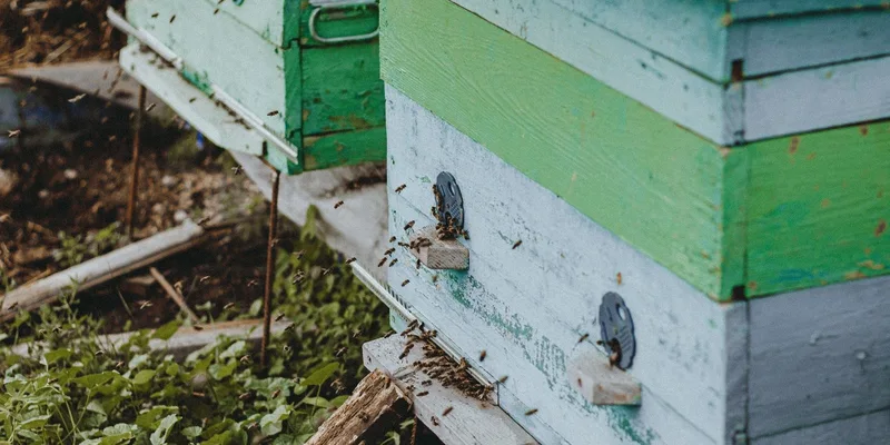 Colorful wooden bee hives with active bees in a lush outdoor setting