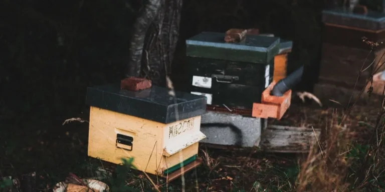 Outdoor beehive boxes nestled among trees