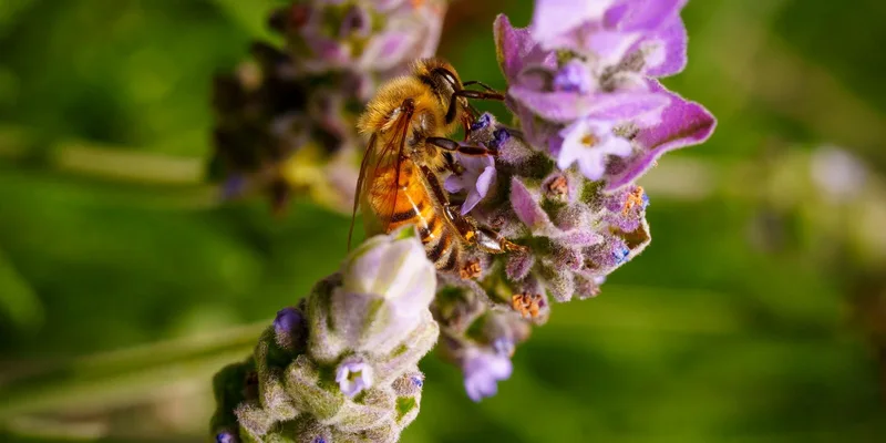 Honey bee collecting nectar from vibrant lavender blossom in garden
