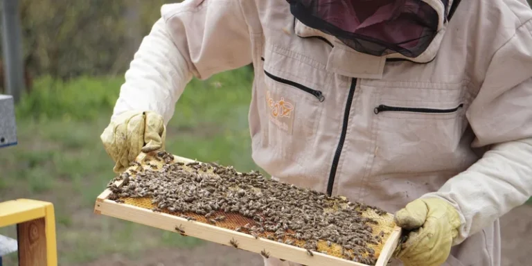 A beekeeper in protective suit holds a hive frame with honey bees outdoors