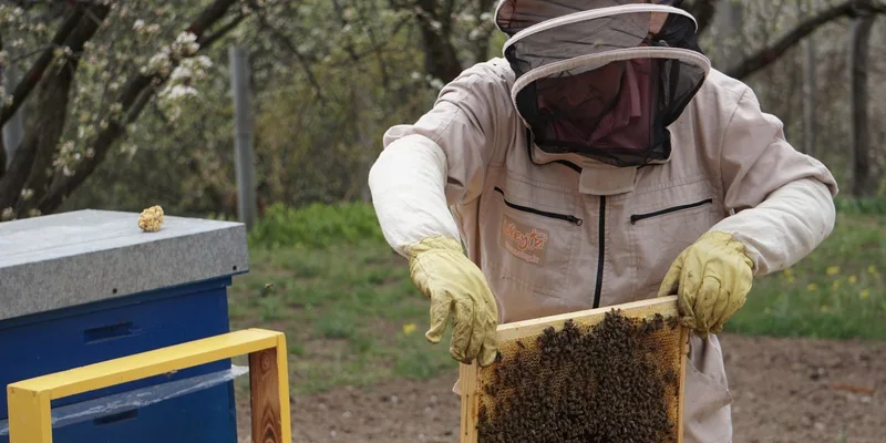 Beekeeper in protective gear inspecting a honeycomb frame with bees in an outdoor apiary setting