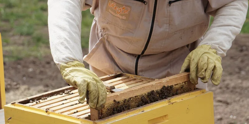 A beekeeper in protective gear handling a honey frame from a beehive in an outdoor apiary