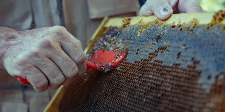 Close-up of a beekeeper scraping honeycomb with a tool in Damascus, Syria