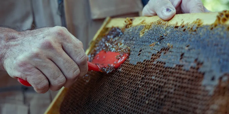 Close-up of a beekeeper scraping honeycomb with a tool in Damascus, Syria