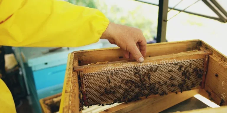 Close-up of a beekeeper's hand examining a honeycomb frame inside a hive