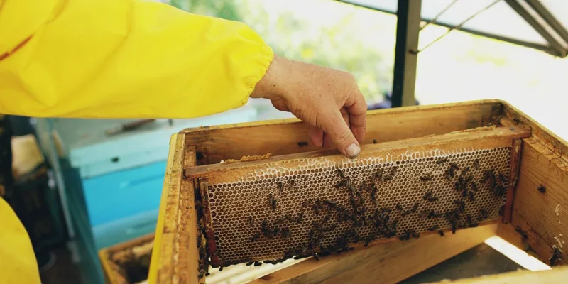 Close-up of a beekeeper's hand examining a honeycomb frame inside a hive