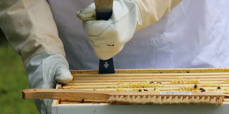 Close-up of beekeeper using tool to inspect hive outdoors in summer