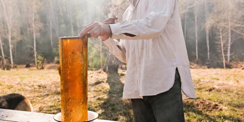 A beekeeper carefully extracts a honeycomb on a sunny day outdoors
