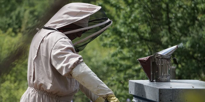 Beekeeper in protective suit inspecting hive outdoors, using bee smoker in a lush apiary setting
