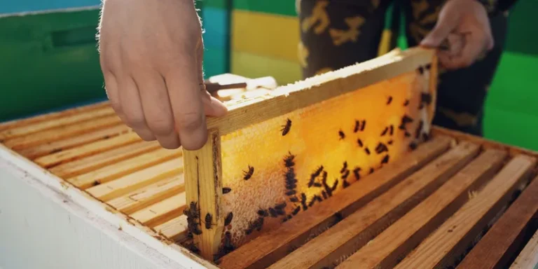 Close-up of a beekeeper inspecting a honey-filled honeycomb frame with bees