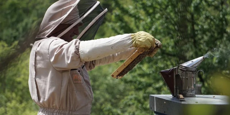 A beekeeper in protective gear inspects a honeycomb frame with a bee smoker nearby in a lush apiary
