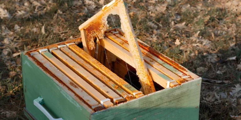Detailed view of a wooden beehive with a honey-laden frame in a natural setting showcasing the art of beekeeping