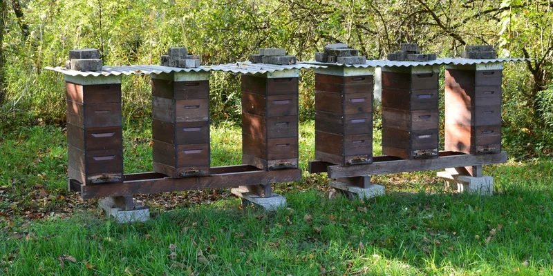 Hives and Setup guides for backyard beekeepers