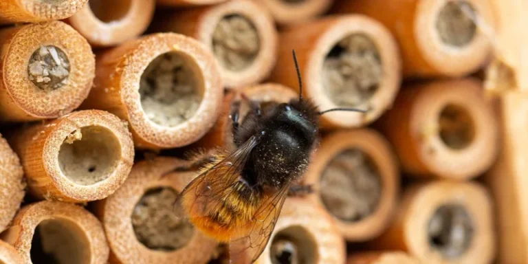 Macro shot of a bee resting on a natural bamboo insect hotel