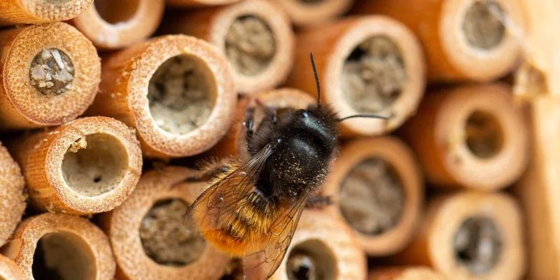 Macro shot of a bee resting on a natural bamboo insect hotel
