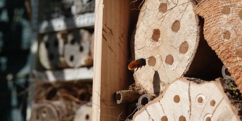 Beyond the Hive guides for backyard beekeepers
