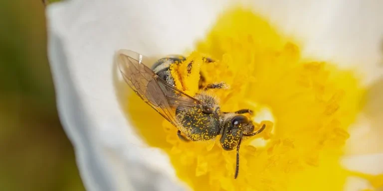 Close-up of a solitary bee pollinating a white wildflower