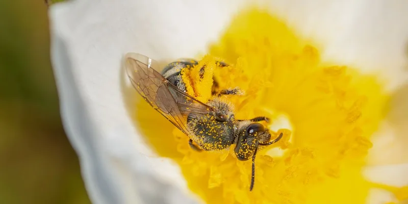 Close-up of a solitary bee pollinating a white wildflower